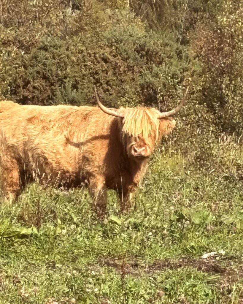 A Scottish Highland Cow known as a Hairy Coo.